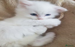 Mixed Breed cats for sale: Two beautiful princess  - Image 8