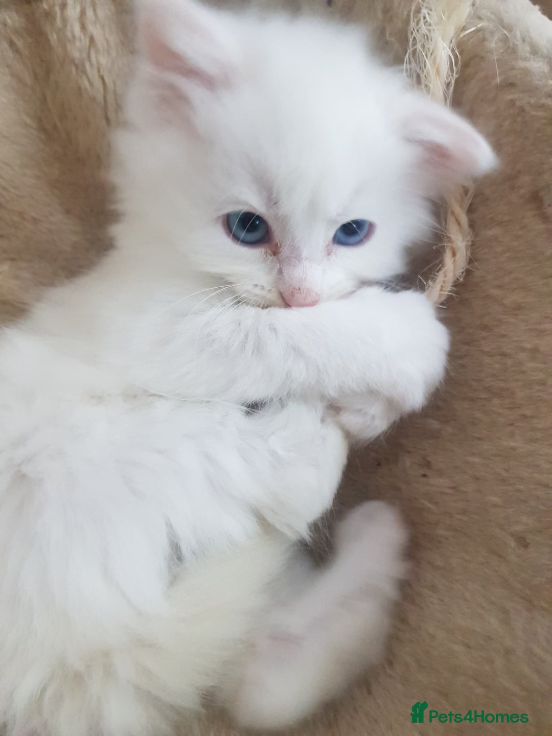 Mixed Breed cats for sale: Two beautiful princess  - Image 8