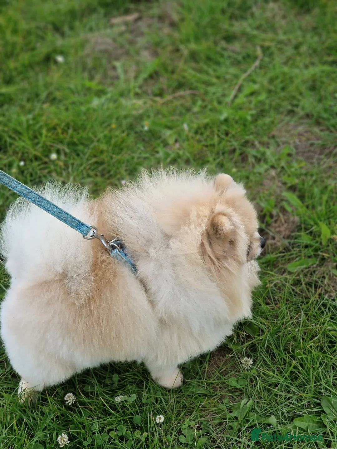 Pomeranian dogs for stud: Rocket Pomeranian stud  in Romford - Advert 30