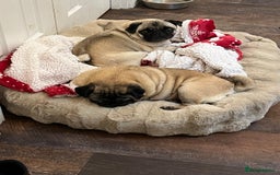 Pug dogs for sale:  2 pugs for rehoming  - Image 1