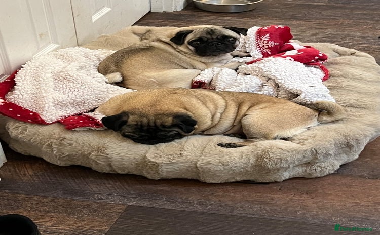 Pug dogs - Advert 1
