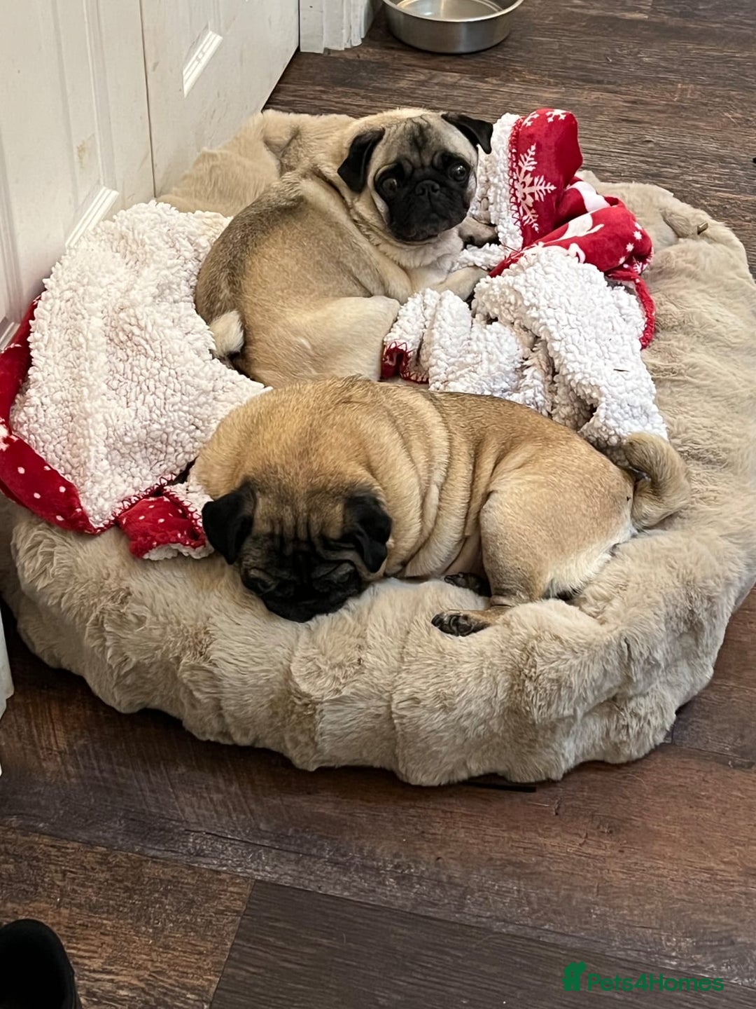 Pug dogs for sale:  2 pugs for rehoming  - Image 1