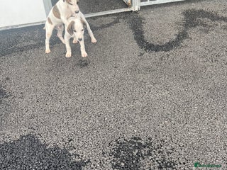 Lurcher dogs - Advert 8