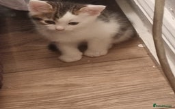 Mixed Breed cats for sale: Kittens  - Image 5