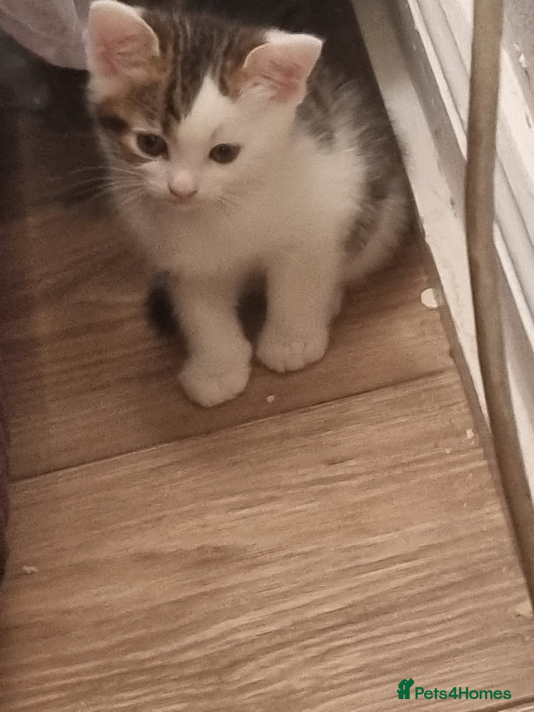 Mixed Breed cats for sale: Kittens  - Image 5