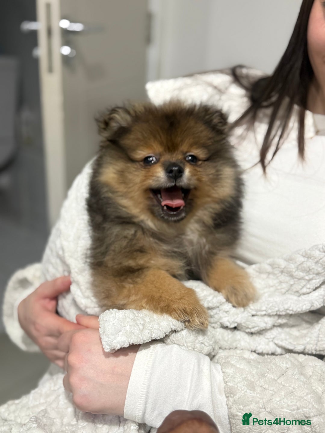 Pomeranian dogs for sale: ✨Pomeranian Puppy Looking for a Loving Home ✨ - Advert 8