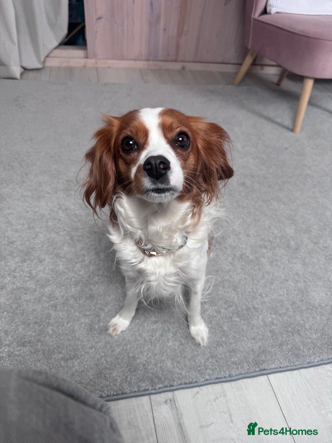 Cavapoo dogs for sale: Gorgeous Puppies ✨🐶 5 in litter Cavapo f1b dog   - Image 15