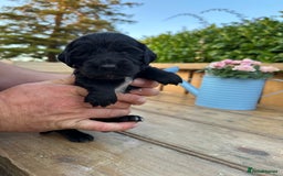 Mixed Breed dogs for sale: Gorgeous litter of 8 x F1 Sprocker Spaniels - Image 26