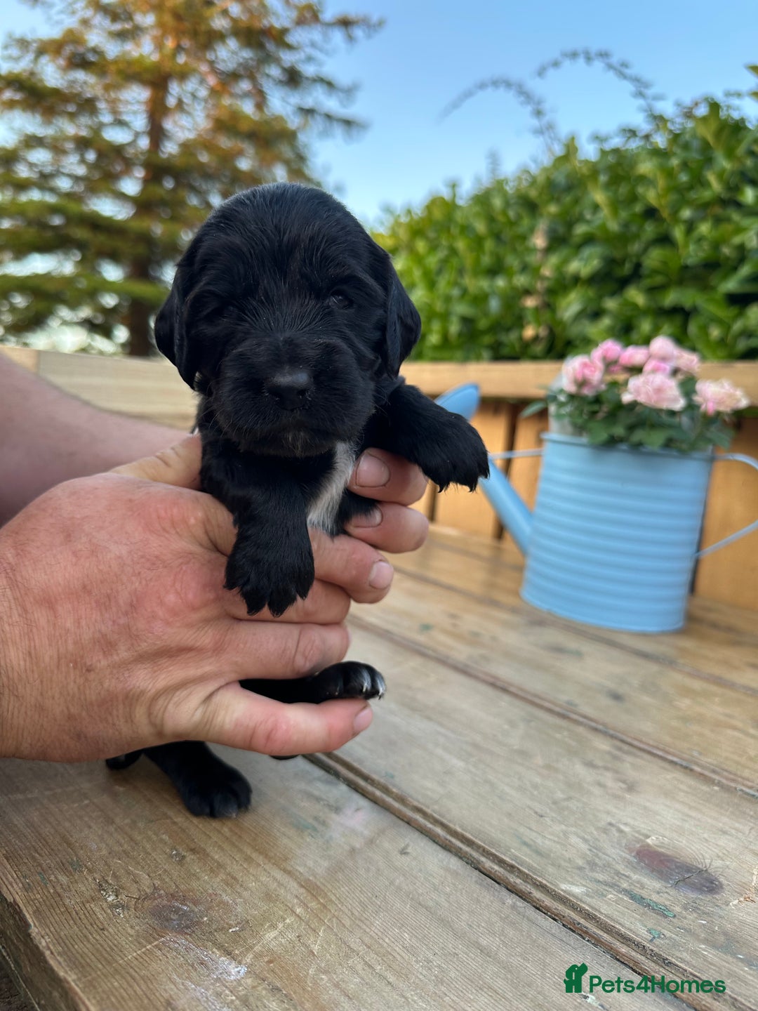 Mixed Breed dogs for sale: Gorgeous litter of 8 x F1 Sprocker Spaniels - Image 26