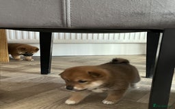 Japanese Shiba Inu dogs for sale: Last Boy - 15 yrs exp Health Checked - Image 8