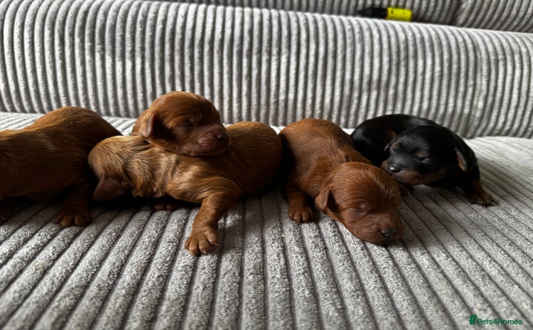 Cavapoo dogs - Advert 10