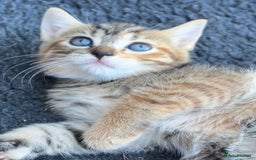 Mixed Breed cats for sale: Kittens ready this week. - Image 11