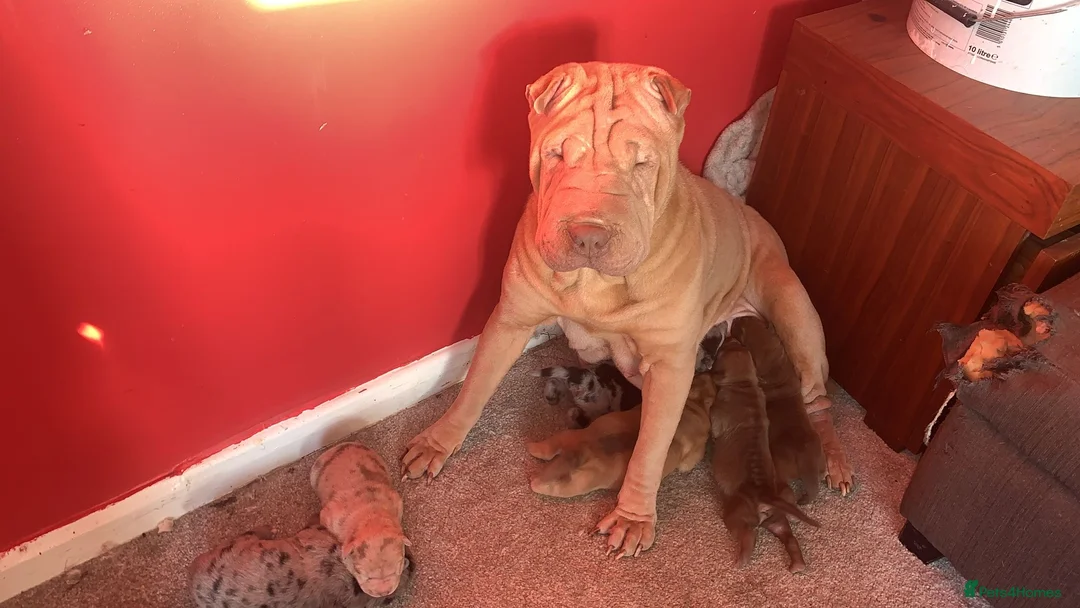 Mixed Breed dogs for sale: VALENTINE BABIES 3 LEFT bull x sharpei  - Advert 8