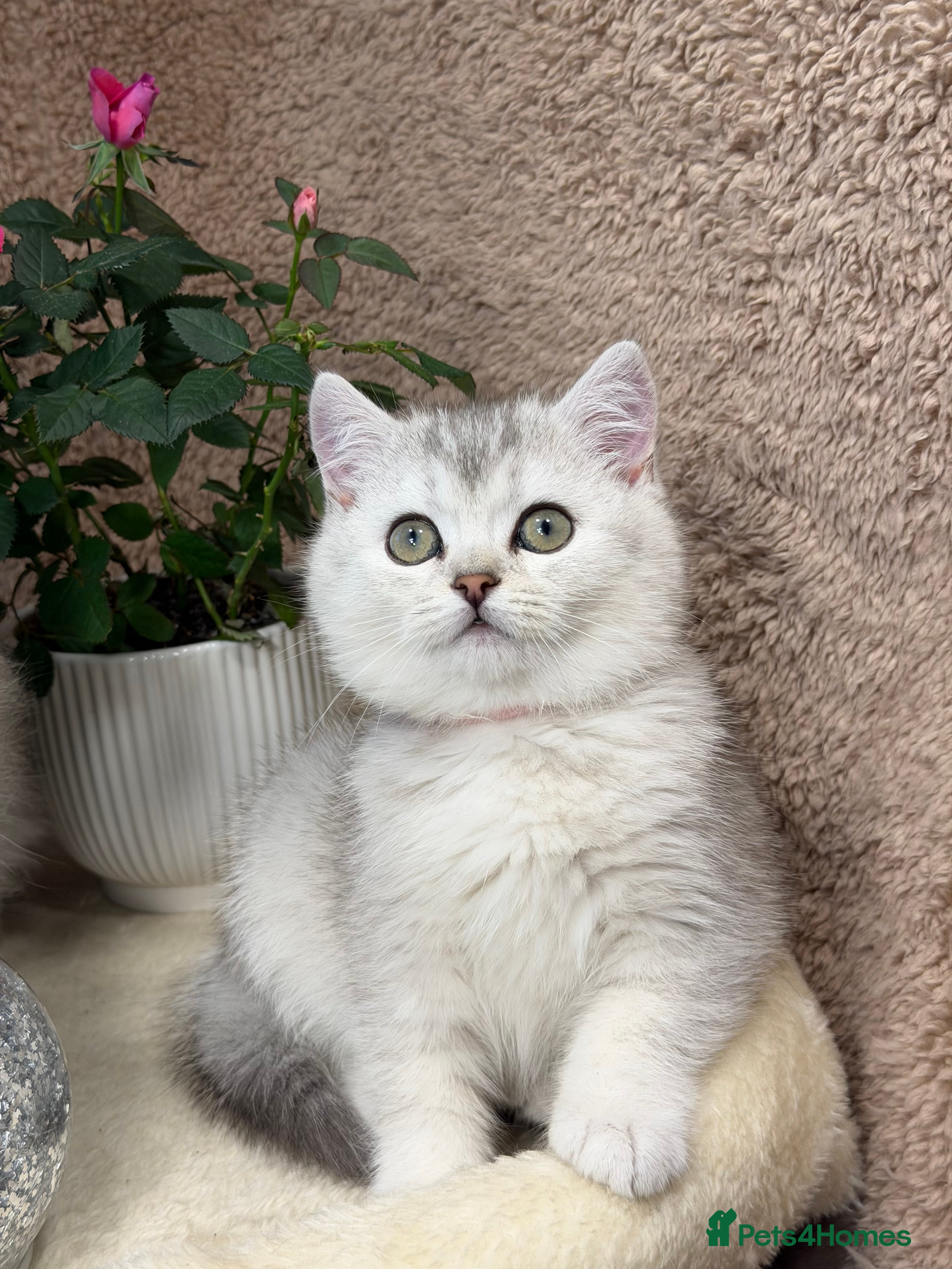 British Longhair cats British Longhair/Shorthair kittens TICA - Advert 15