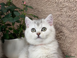 British Longhair cats British Longhair/Shorthair kittens TICA - Advert 15