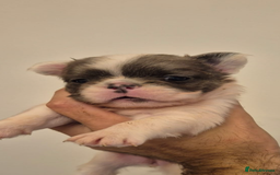 French Bulldog dogs for sale: Quality health tested/KC fluffy French bulldogs - Image 4