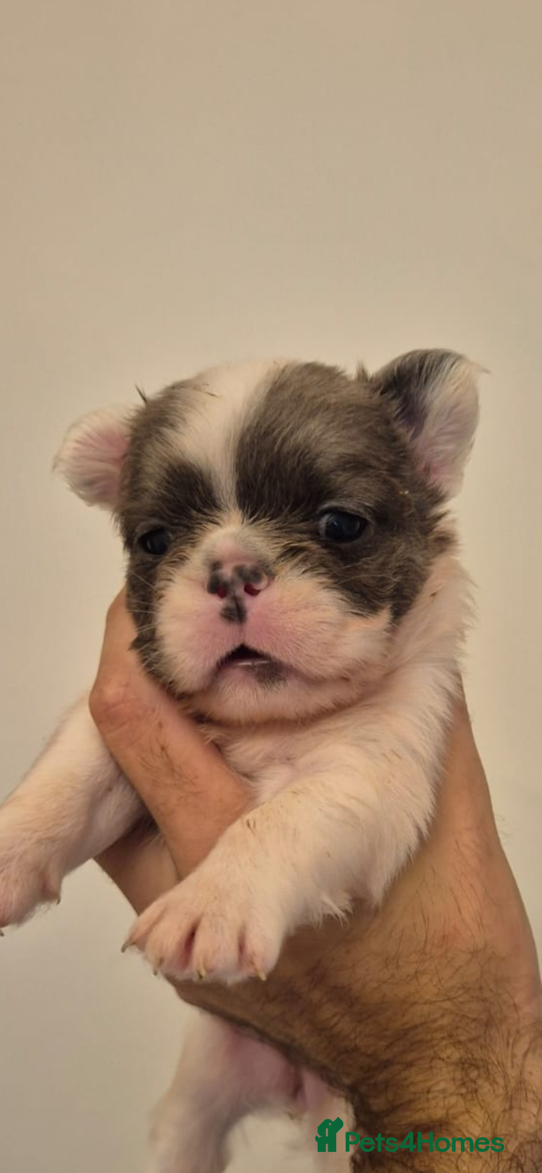 French Bulldog dogs for sale: Quality health tested/KC fluffy French bulldogs - Image 4