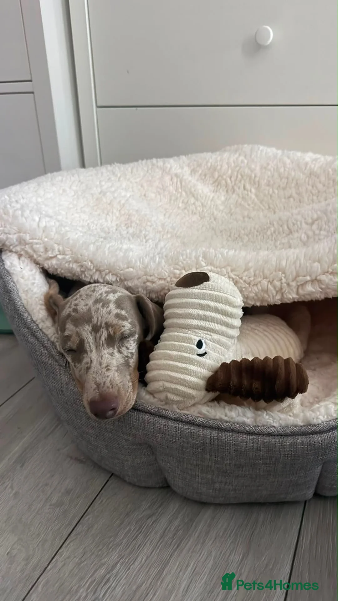 Dachshund dogs for sale: Dachshund Puppie - Advert 2