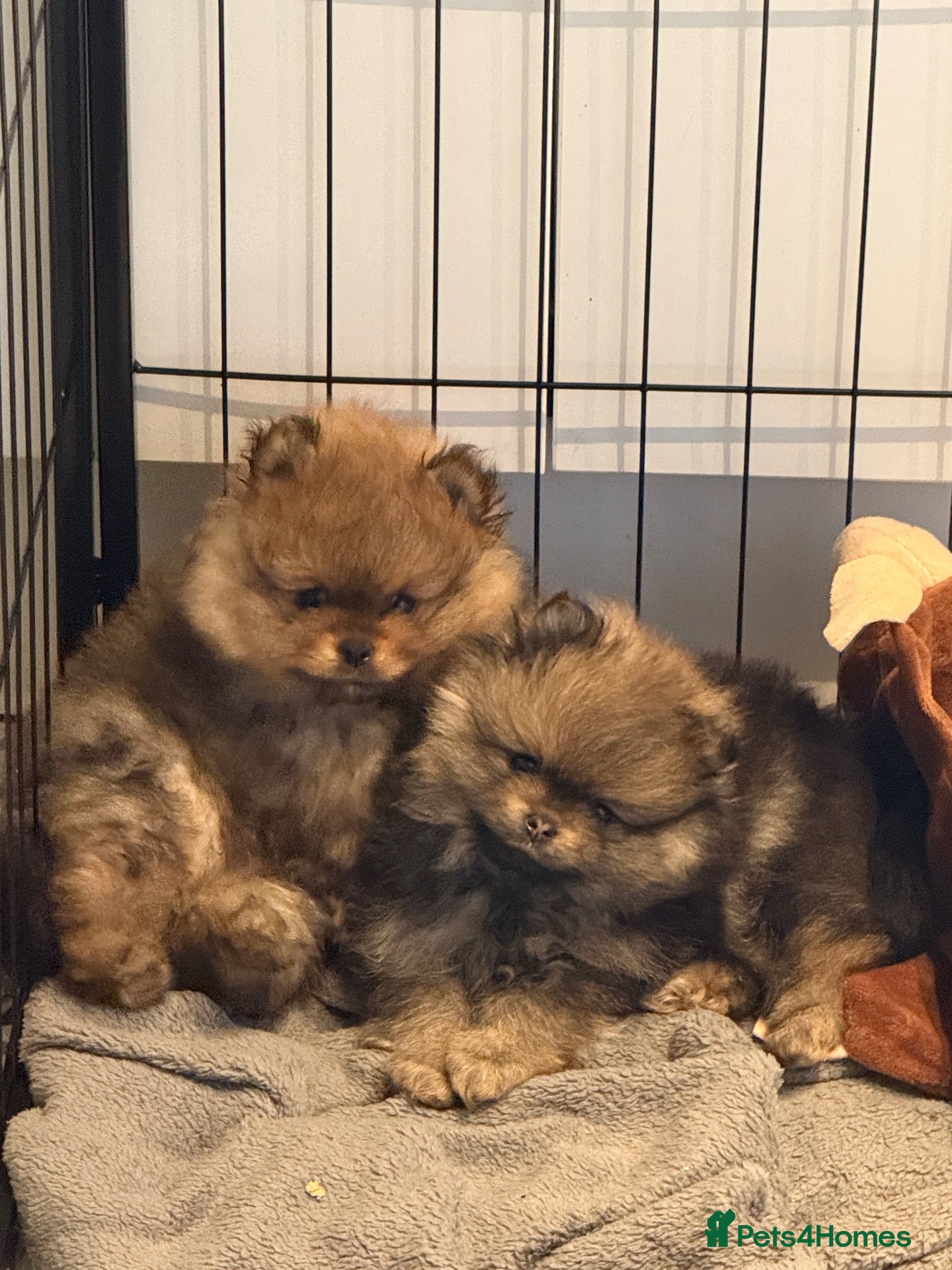 Pomeranian dogs for sale: True teddybear Pom puppies KC reg READY TO LEAVE! - Advert 4