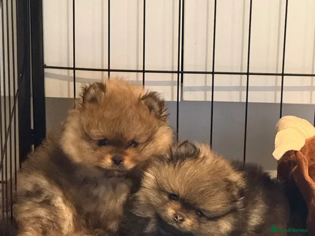 Pomeranian dogs for sale: True teddybear Pom puppies KC reg READY TO LEAVE! - Advert 4