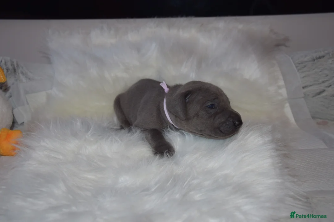 Great Dane dogs for sale: Solid Blue Great Dane Pups - Advert 6