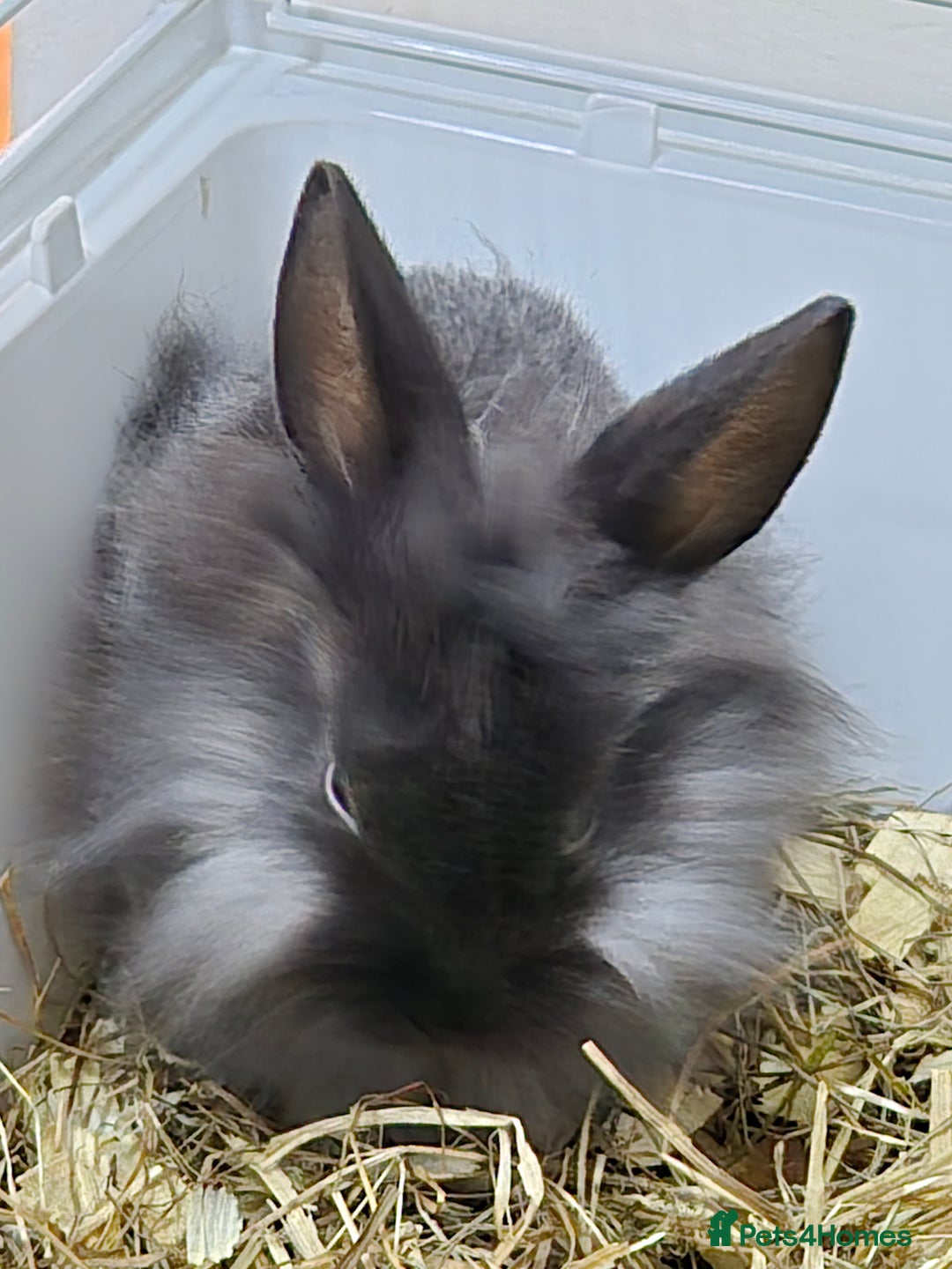 Lionhead rabbits for sale: Lionhead x angora rabbits  - Advert 2