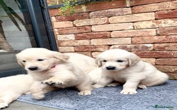 Golden Retriever dogs for sale: Exceptional KC Goldens- MULTI Champions Bloodline - Image 7