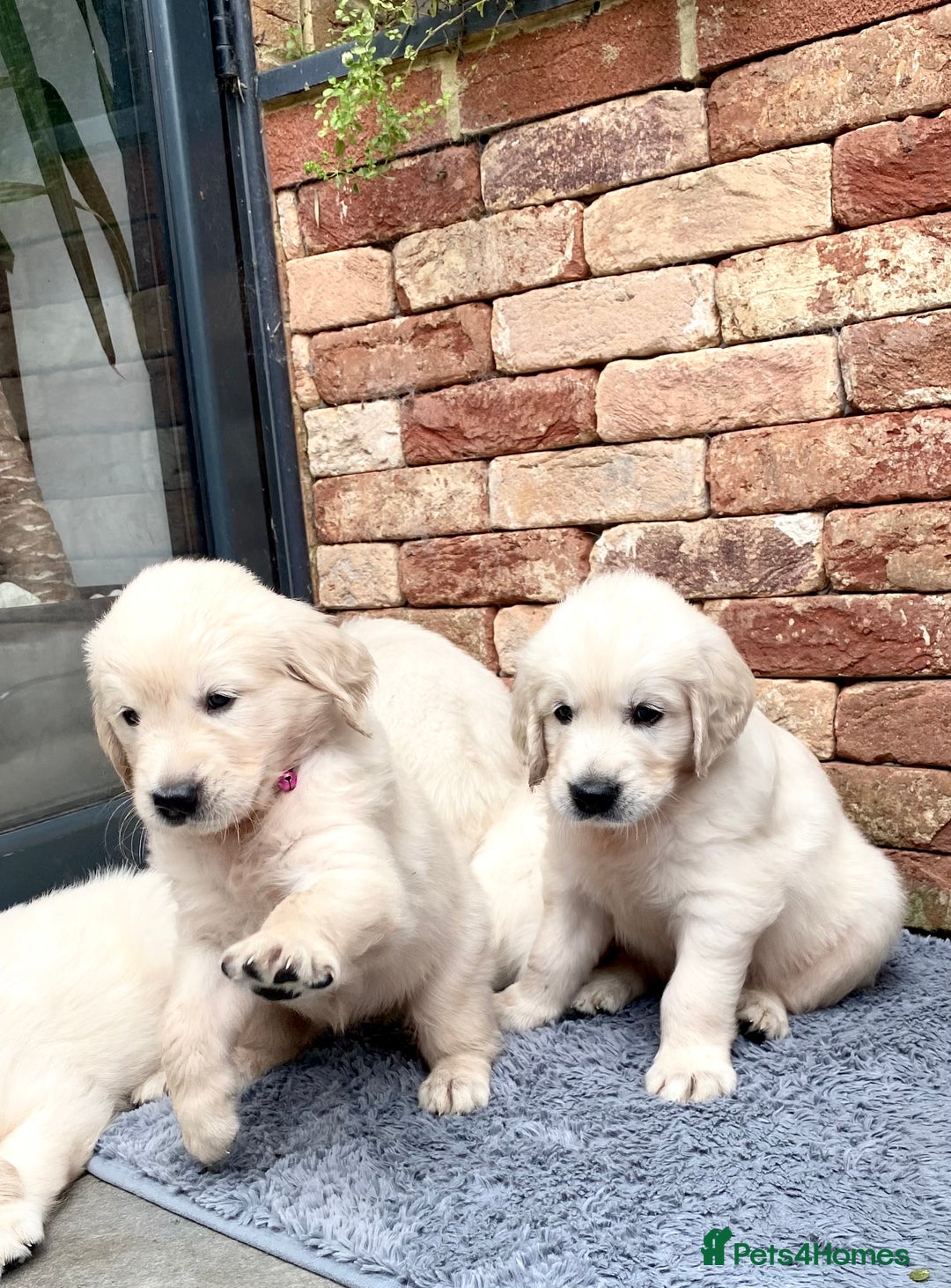 Golden Retriever dogs for sale: Exceptional KC Goldens- MULTI Champions Bloodline - Image 7