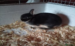 Netherland Dwarf rabbits for sale: Netherland dwarf rabbit  - Image 8