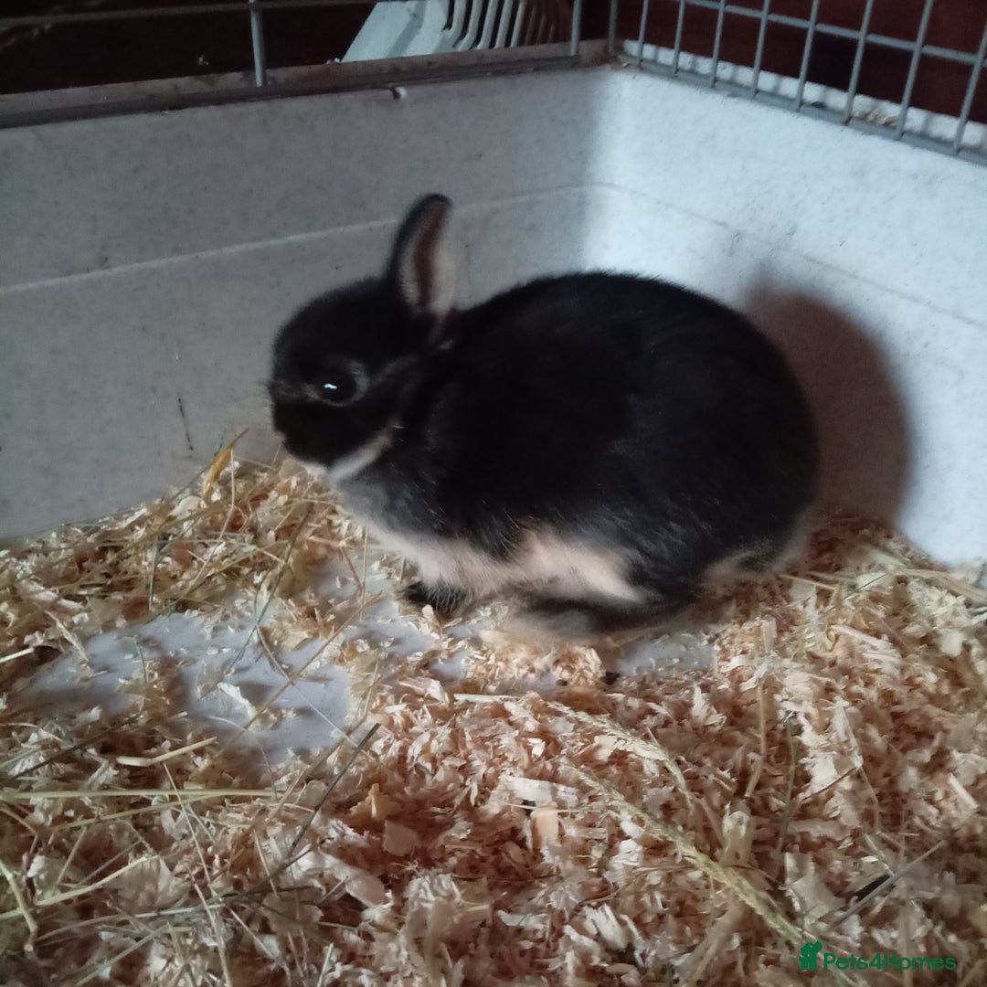 Netherland Dwarf rabbits for sale: Netherland dwarf rabbit  - Image 8