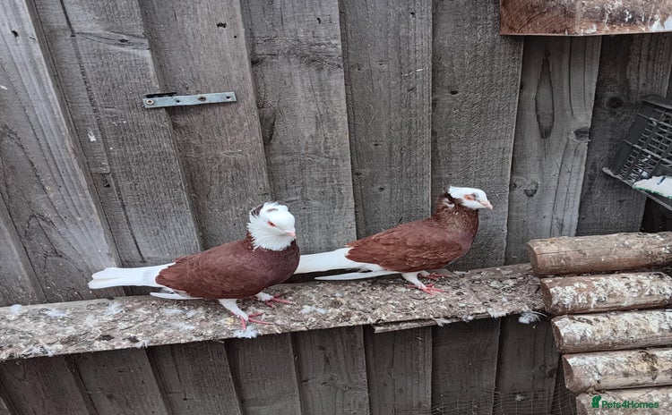 Pigeons birds - Advert 8