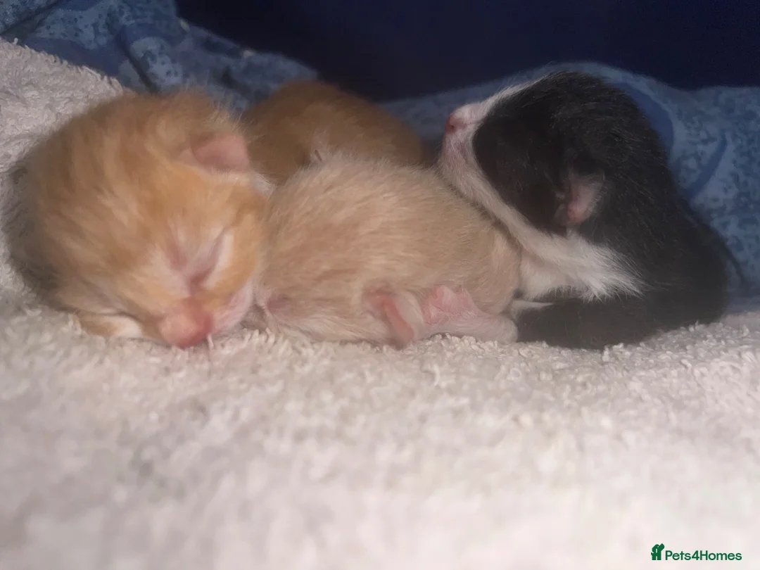Mixed Breed cats for sale: Kittens for sale  in Northampton - Advert 5
