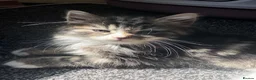Mixed Breed cats for sale: urgent homes needed for my babies.  - Advert 4