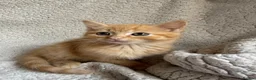 Mixed Breed cats for sale: SUPER CUTE PERFECT GINGER KITTENS  - Advert 5