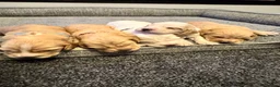 Cocker Spaniel dogs for sale: Cocker spaniel puppies  - Advert 5