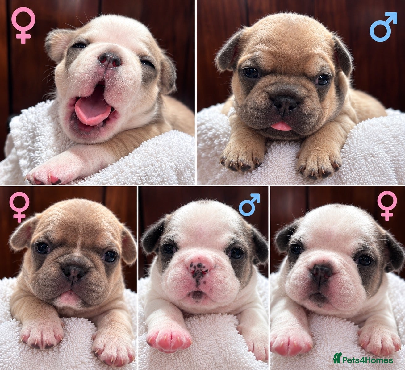 French Bulldog dogs Fluffy Carrier French Bulldogs  - Advert 1