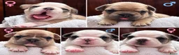 French Bulldog dogs for sale: Fluffy Carrier French Bulldogs  - Advert 1