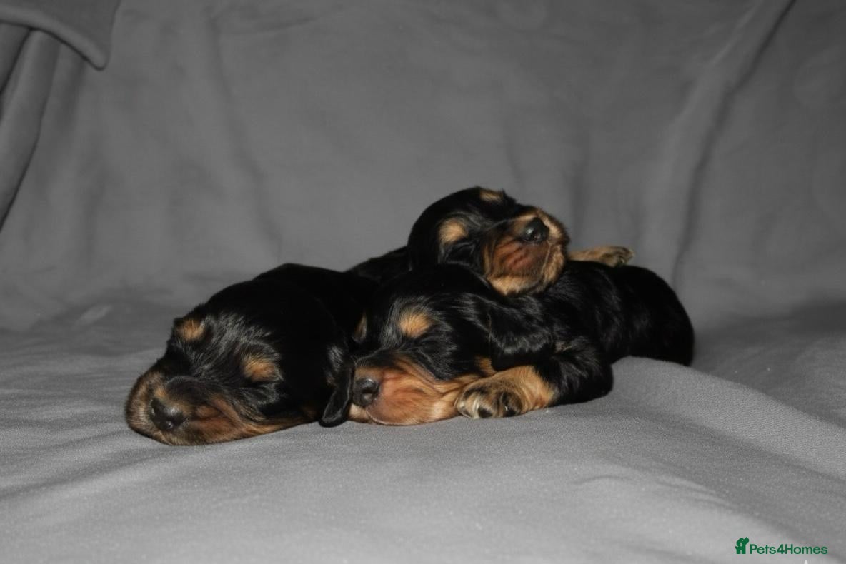 Cocker Spaniel dogs TRI - KC LINE🐶🐾 show cockers  - Advert 1