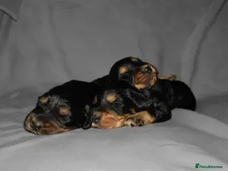 Cocker Spaniel dogs TRI - KC LINE🐶🐾 show cockers - Advert 1