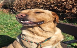 Labrador Retriever dogs for stud: LEADBURN DIGGER  - Image 4