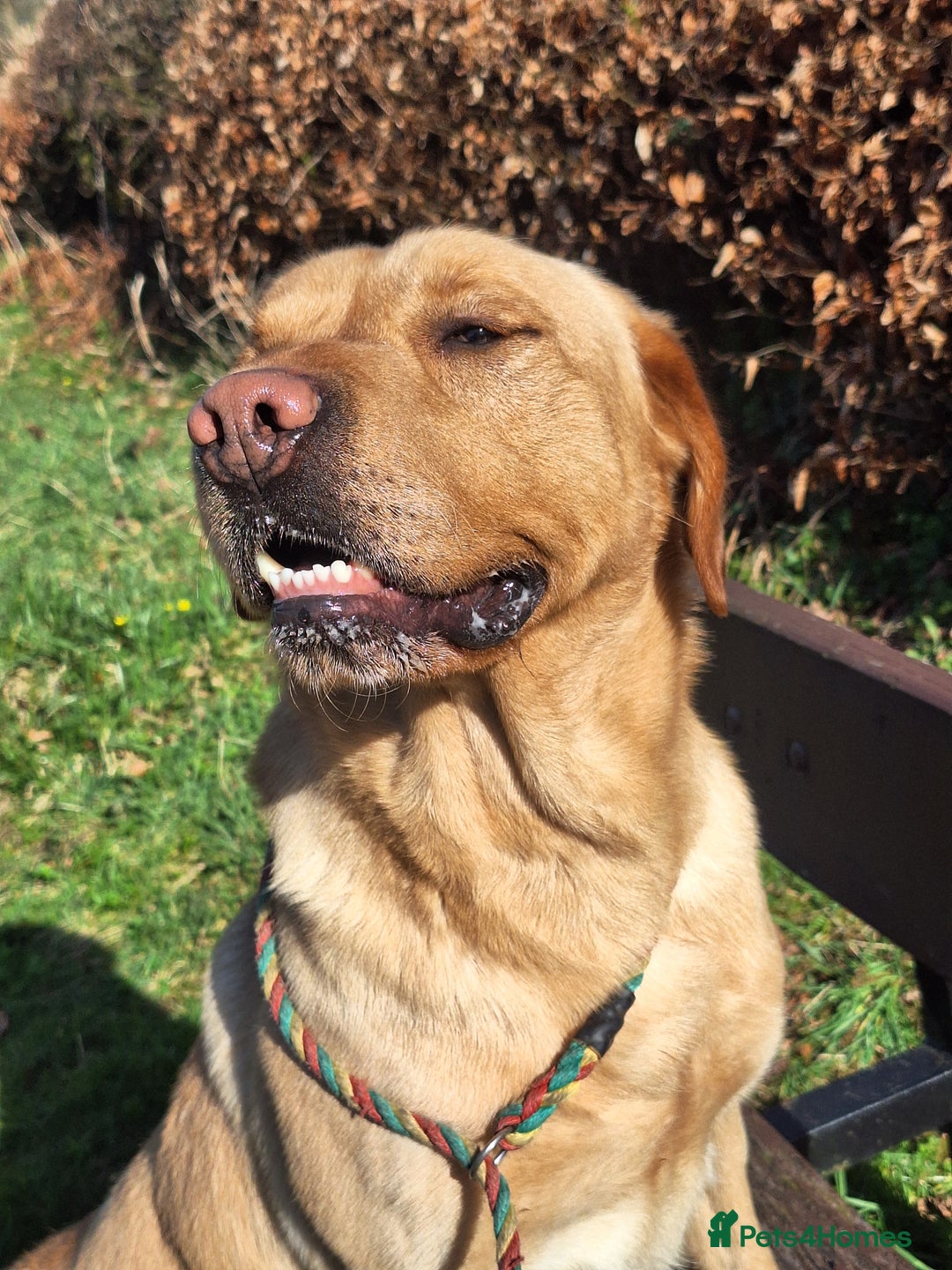 Labrador Retriever dogs for stud: LEADBURN DIGGER  - Image 4