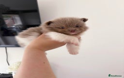 Pomeranian dogs for sale: ✨NEW LOWERED PRICE✨ Pomeranian puppies 🐶  - Image 28