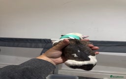 Mixed Breed dogs for sale: American bulldog cross Staffy pups - Image 8