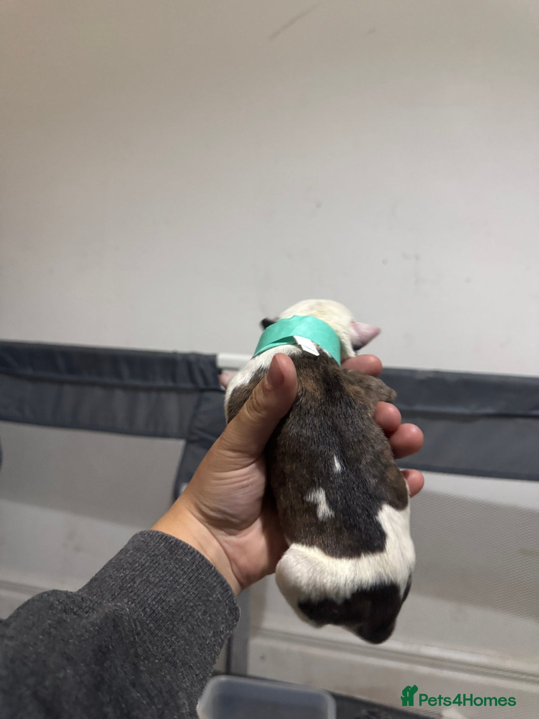 Mixed Breed dogs for sale: American bulldog cross Staffy pups - Image 8