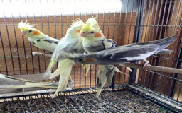 Cockatiels birds for sale: Cockatiels , love birds and bourkes  - Image 9