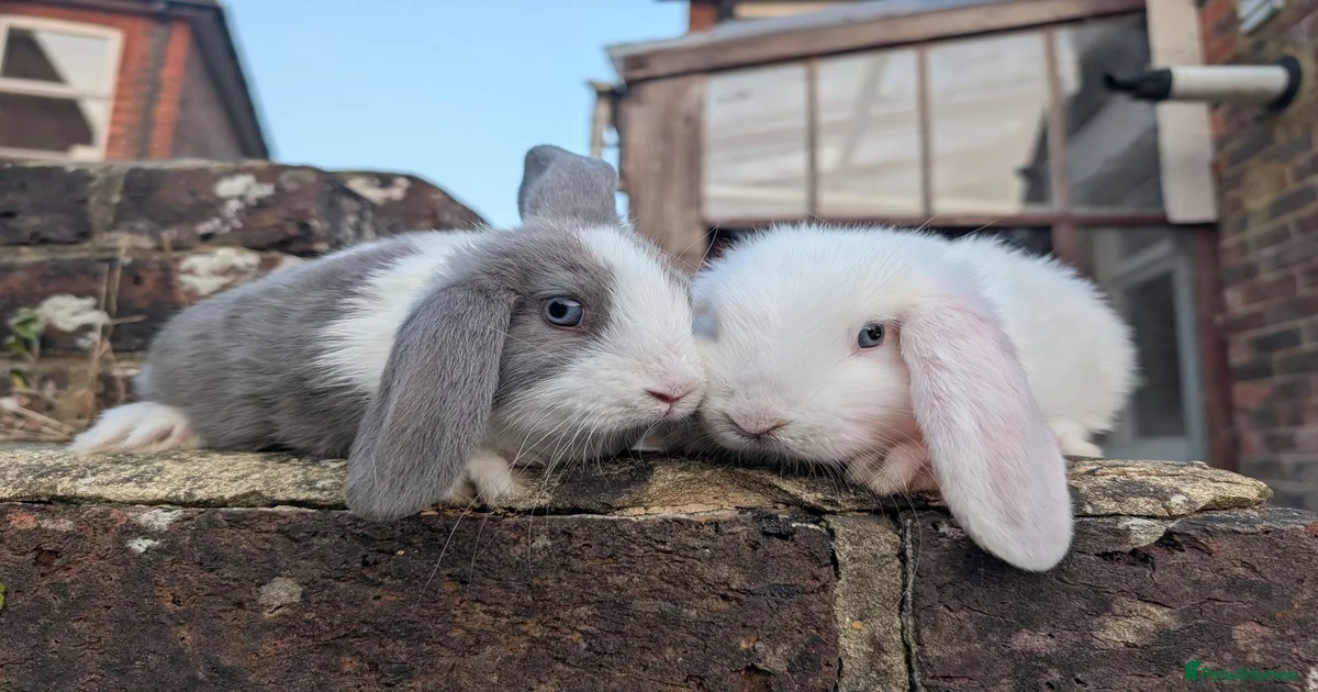 Mixed Breed Rabbits for Sale for sale in Guildford, Surrey | Pets4Homes