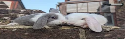 Mixed Breed rabbits for sale: Mini lop  in Hailsham - Advert 1