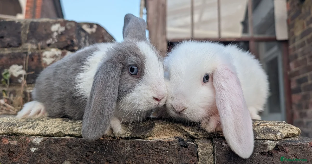 Mixed Breed Rabbits for Sale for sale in Guildford, Surrey | Pets4Homes
