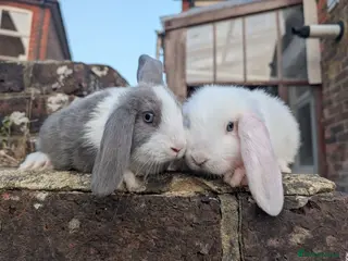 Mixed Breed rabbits Mini lop - Advert 1