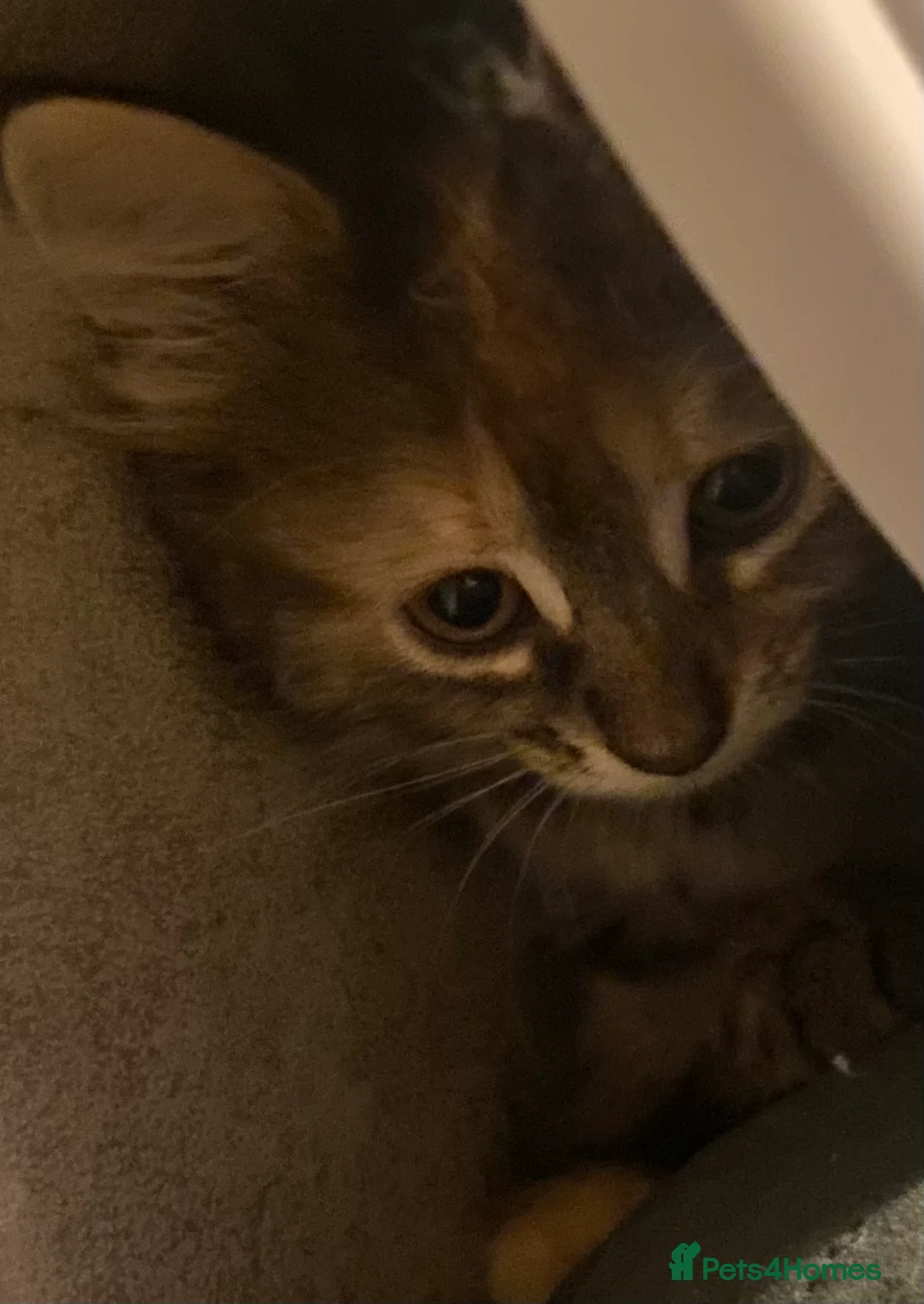 Mixed Breed cats for sale: Beautiful kitten - Advert 2